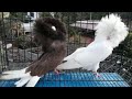 Jacobin breeding pair for sale #fancy pigeon Bangalore India @ 10500rs only