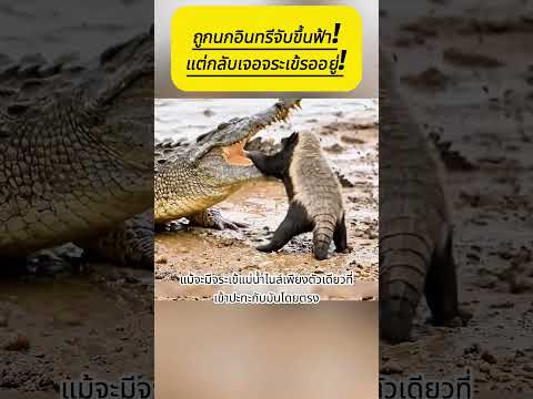 ถูกนกอินทรีจับขึ้นฟ้า! แต่กลับเจอจระเข้รออยู่!   #ฮันนี่แบดเจอร์ #นกอินทรี #จระเข้แม่น้ำไนล์