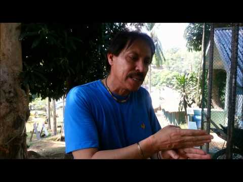 Why is there a breed called Kelso and Hatch?