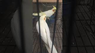 Download lagu Parrot Episode 44 mp3