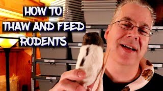 How to thaw and feed frozen rodents