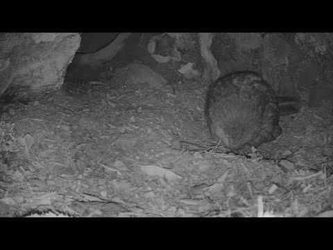 Kākāpō Cam: Rakiura the kākāpō – 2026 nest
