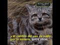 El Gato andino - Raza de Gato (4 países de Latinoamérica se unen para salvar al misterioso felino)