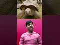 The Secrets Of Turtle Longevity How Do They Live So Long