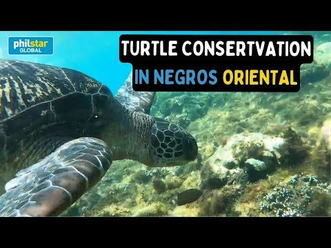 Apo island is known for turtle conservation in Negros Oriental