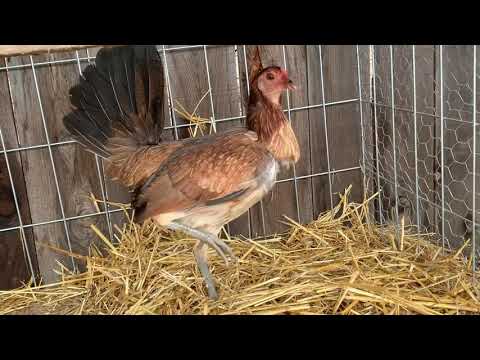 Penny Hatch Hen
