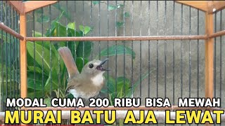 Download lagu CUMA DUA RATUS RIBU BURUNG FIGHTER KICAUAN MERDU RAWATAN SIMPLE MURAI BATU AJA LEWAT mp3