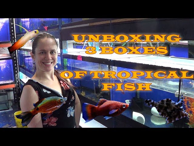 UNBOXING 3 BOXES OF FISH (OVER 1K$!)