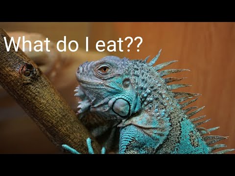 download lagu mp3 mp4 What Do Iguanas Eat, download lagu What Do Iguanas Eat gratis, unduh video klip What Do Iguanas Eat