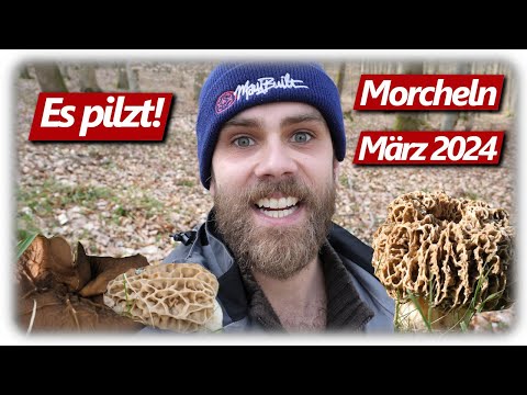 Pilze ohne Ende | Morchel Magie im XXL Format | 5 Arten im März