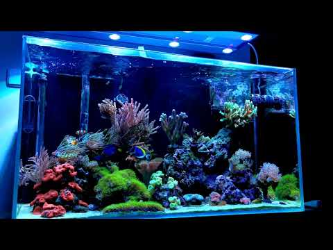 Aktualizacja zbiornika - Akwarium morskie na kaskadzie bez sumpa