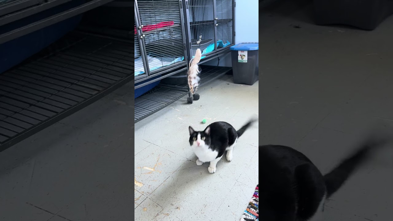 Jake, a Adoptable American Shorthair in Shawnee, KS video 6/6