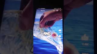 this clear color salpa maggiore fish this is what you call no color colorless