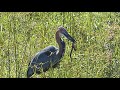 Giant Heron Eats Croc