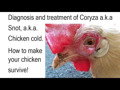 download lagu mp3 mp4 Chicken Cold, download lagu Chicken Cold gratis, unduh video klip Chicken Cold