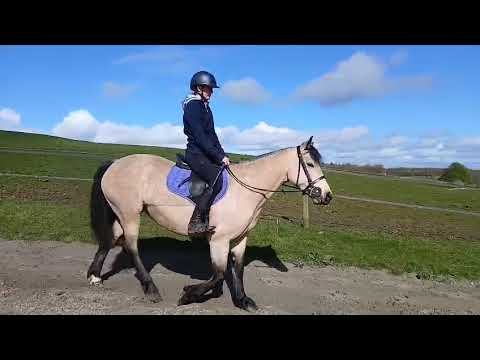 Stunning Connemara X Cob - Image 2