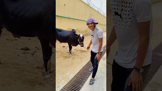 Moo 🐮 Hunger To Burger 🥰|