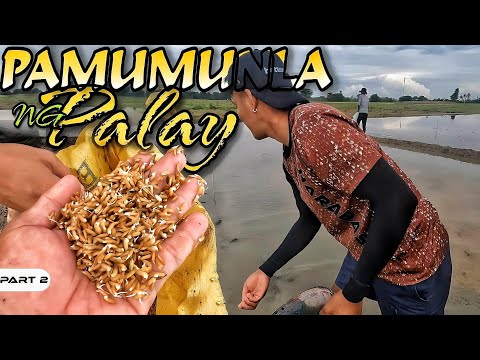 P2-Pamumunla ng Palay - EP1010