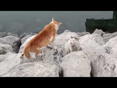 cat fight compilation #kitten #kittens #kittycat