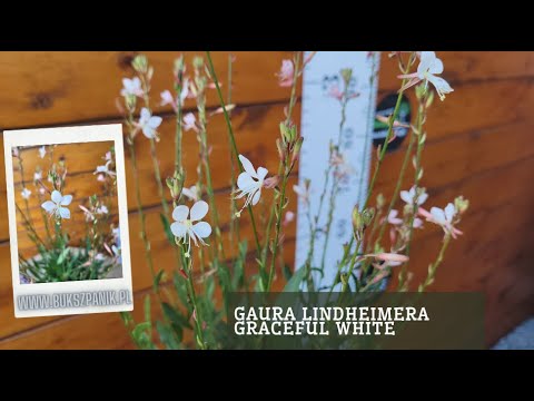 Gaura Lindheimera GRACEFUL WHITE- Biały ogród, ogród naturalistyczny, kompozycje z trawami ozdobnymi
