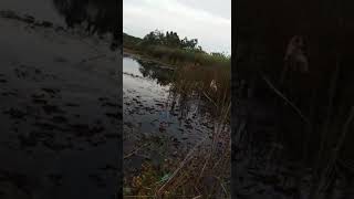 preview picture of video 'Angler Kukar *D03NY* Straik Om Toman @ Ngadang, Sebulu.'