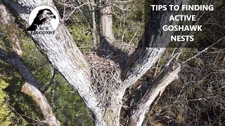 Tips to finding active Northern goshawk nests in Ontario - ACR FALCONRY