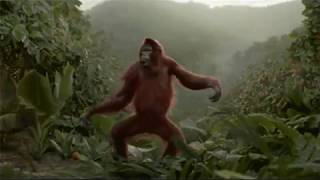 Steve Miller Band - Jungle Love