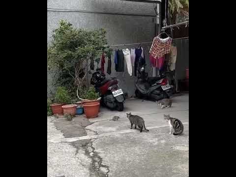 funny video 😂😂🐀🐀🐱#funnyvideo #trending #youtubeshorts #youtubevideoviral #cute cat and rat 🐁