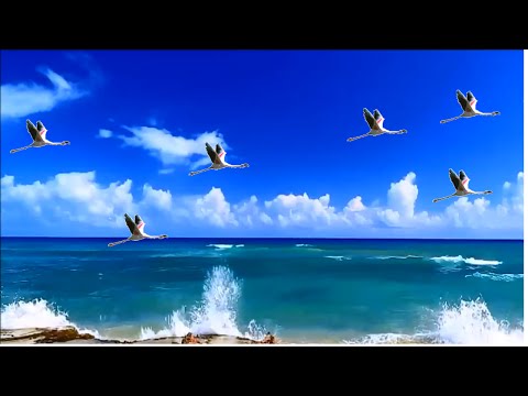 "Happy Birthday Elizabeth!" Animated Happy Birthday video Card