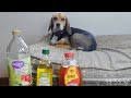 5 Best Home Remedies For Mange In Dogs All Natural Treatments