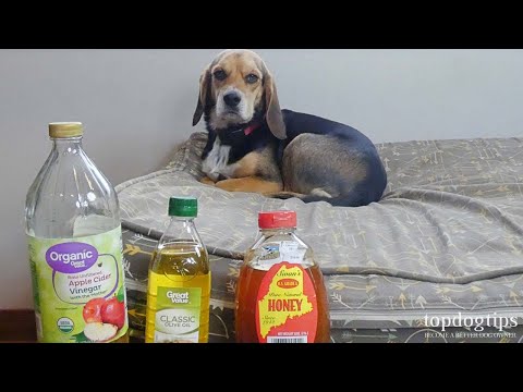 5 Best Home Remedies for Mange in Dogs (All-Natural Treatments)