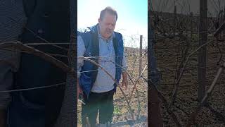 Резитба на зряло на лоза формирана на формировка "Едностранен кордон".