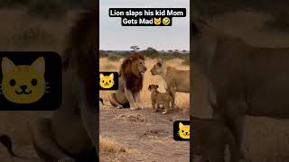 lion slaps kid and mama gets mad #lion #tiger #wildlife #animals #nature #viralshort #shortsfeed