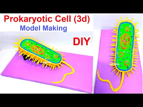 Animal Cell Model 3D model making using cardboard and paper howtofunda still model