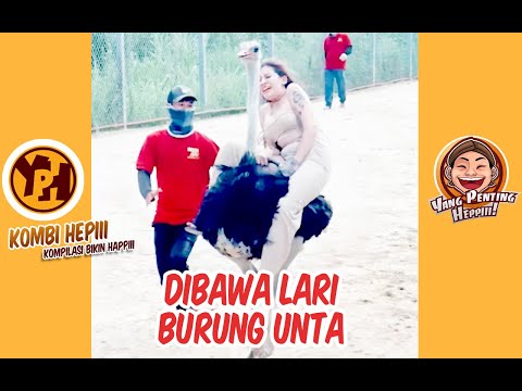 kombi-heppiii-dibawa-lari-burung-unta