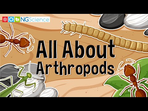 All About Arthropods