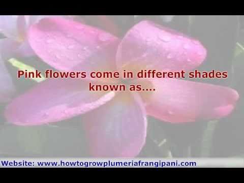 Pink Plumeria Flowers