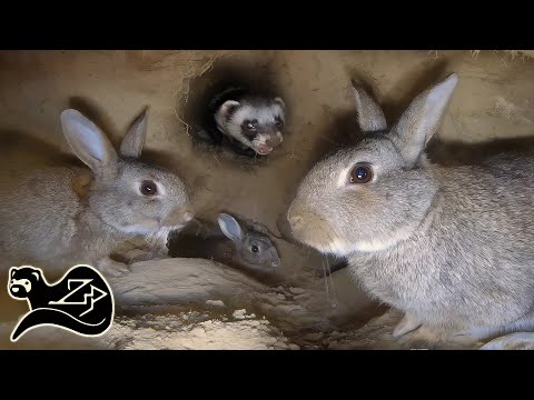 One Man Army - Ferreting in the Scottish Highlands 2