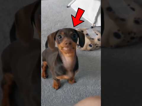 ¿Porqué Los Perros Salchicha Tienen Patas Cortas?