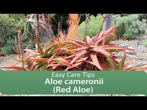 , title : 'Aloe cameronii (Red Aloe) : Easy Care Tips'