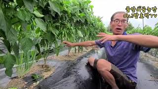 다수확 고추모종이란?