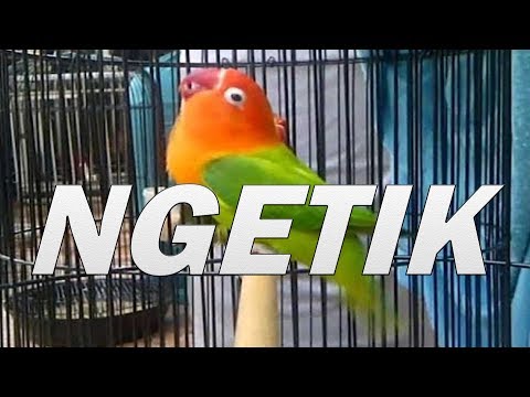 download lagu mp3 mp4 Labet Ngetik, download lagu Labet Ngetik gratis, unduh video klip Labet Ngetik