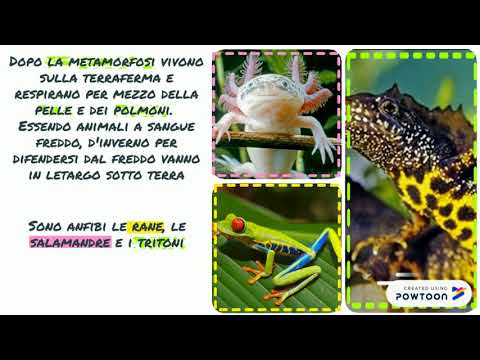 Gli animali vertebrati: gli anfibi. La metamorfosi della rana.