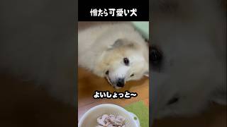 憎たらしいほど可愛い愛犬　#グレートピレニーズ #大型犬 #愛犬 #かわいい犬 #greatpyrenees