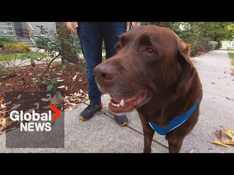 Beloved family dog survives fentanyl overdose: "He was on the brink of death"