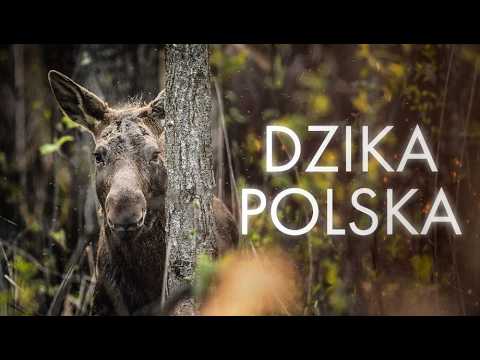 Tam, Gdzie Rządzi Natura – Polskie Lasy i Dzikie Zwierzęta