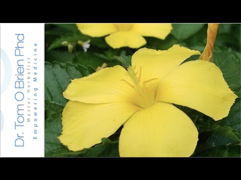 Damiana health benefits Video