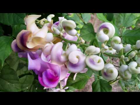 download lagu mp3 mp4 Corkscrew Vine, download lagu Corkscrew Vine gratis, unduh video klip Corkscrew Vine