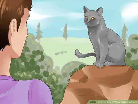 Signs that your Cat is in heat or ready for mating