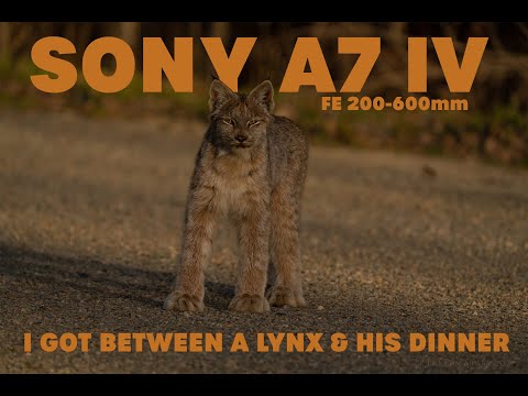 JackPine Savage - Sony FE 200-600mm